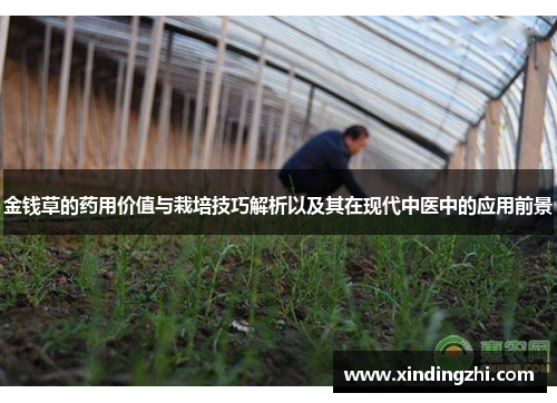 金钱草的药用价值与栽培技巧解析以及其在现代中医中的应用前景